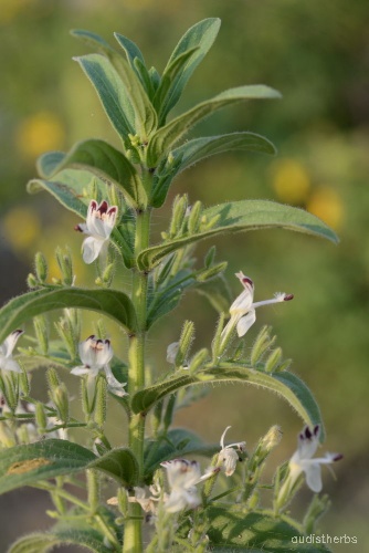 Andrographis echioides fullplant2.jpg
